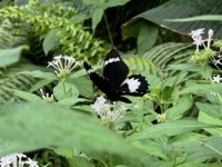 Orchard Swallowtail Butterfly