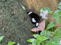 Orchard Swallowtail Butterfly