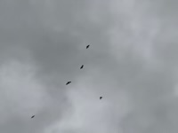 Bats in Cairns