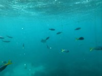 Underwater view from pontoon