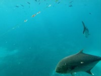 Underwater view from pontoon